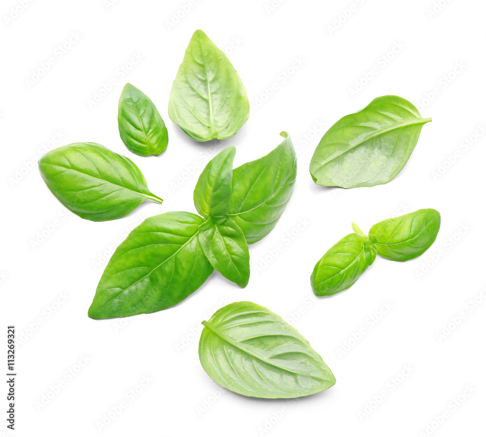 Basil leaves, isolated on white Basil leaves, isolated on white