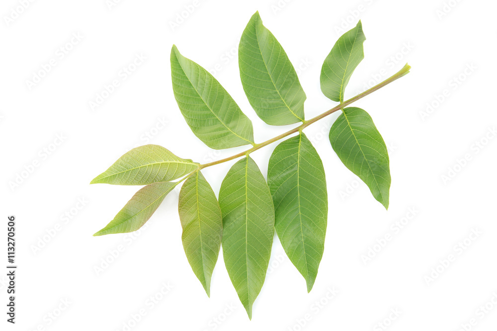 Branch of green leaves, isolated on white