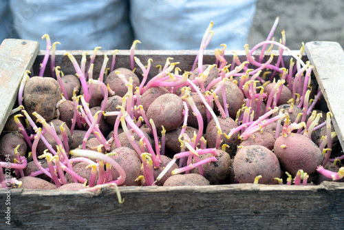 Tableau sur toile Chitted Potatoes growing in a Wooden Rustic Crate