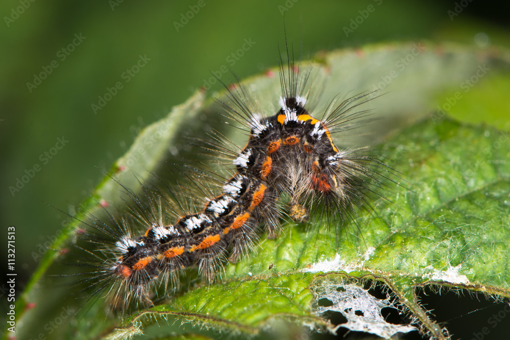 Yellow-tail moth (Euproctis similis) caterpillar profile. Larva of moth in the family Erebidae (formerly Lymantriidae) covered with irritating hairs Yellow-tail moth (Euproctis similis) caterpillar profile. Larva of moth in the family Erebidae (formerly Lymantriidae) covered with irritating hairs
