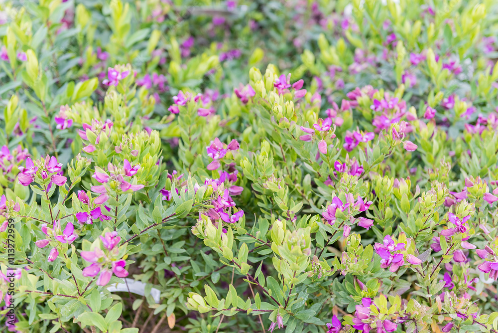 Obraz premium Bushes with green and purple flowers