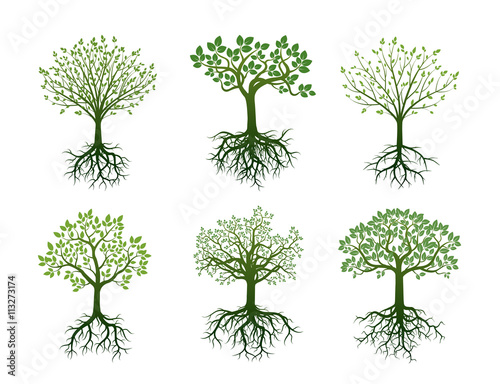 Shape of Trees, Roots and Leafs. Vector Illustration.