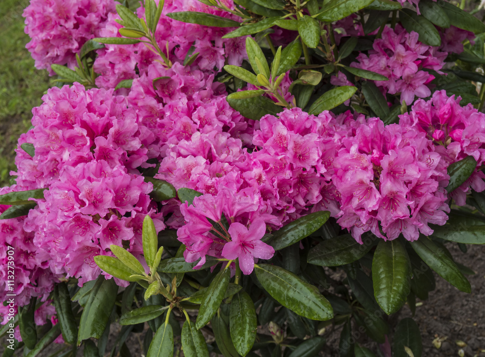 blooming purple rhododendron after the rain blooming purple rhododendron after the rain