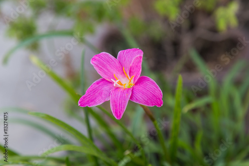 Pink Rain Lily Plants
