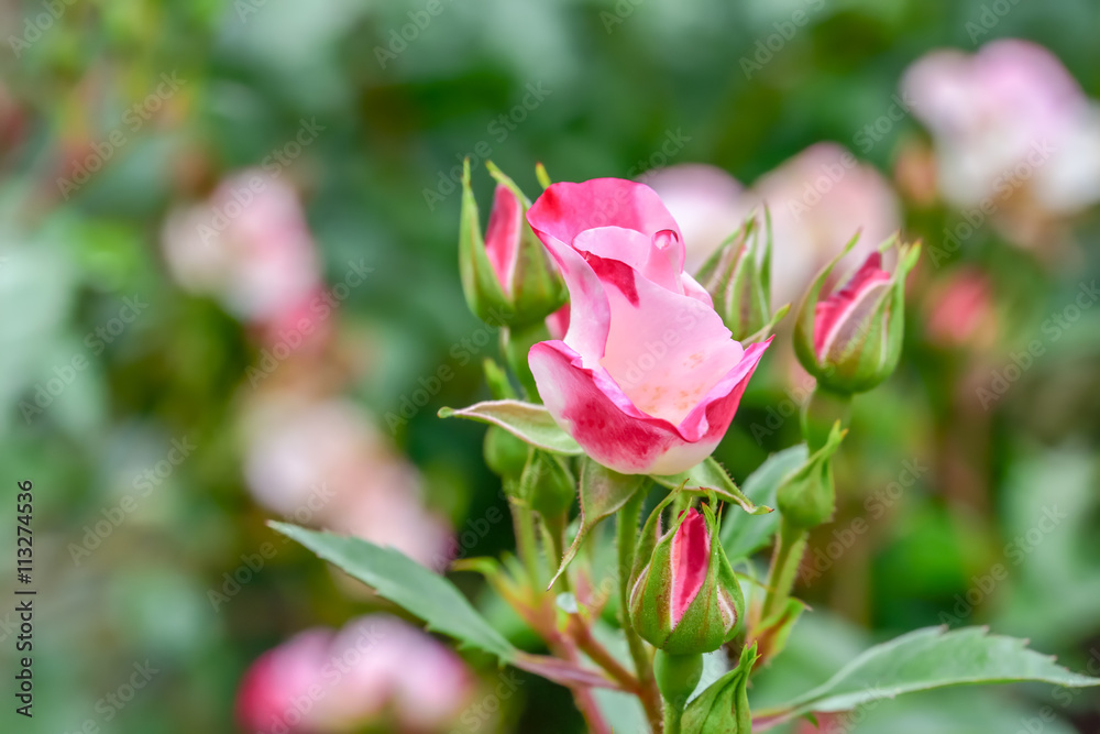 Pink Rose
