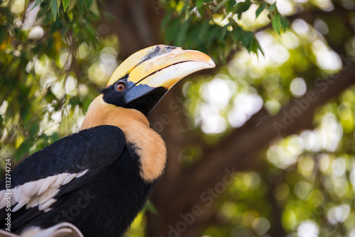 Great hornbill, Great indian hornbill, Great pied hornbill in rainforest