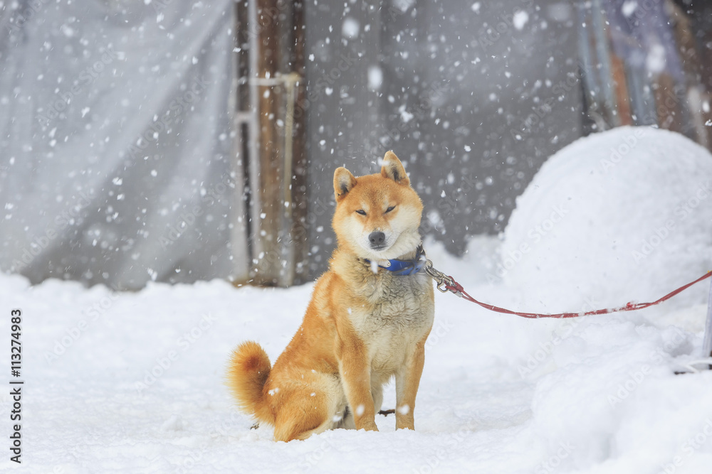 Historic Villages of Shirakawa-go in a snowy day Historic Villages of Shirakawa-go in a snowy day
