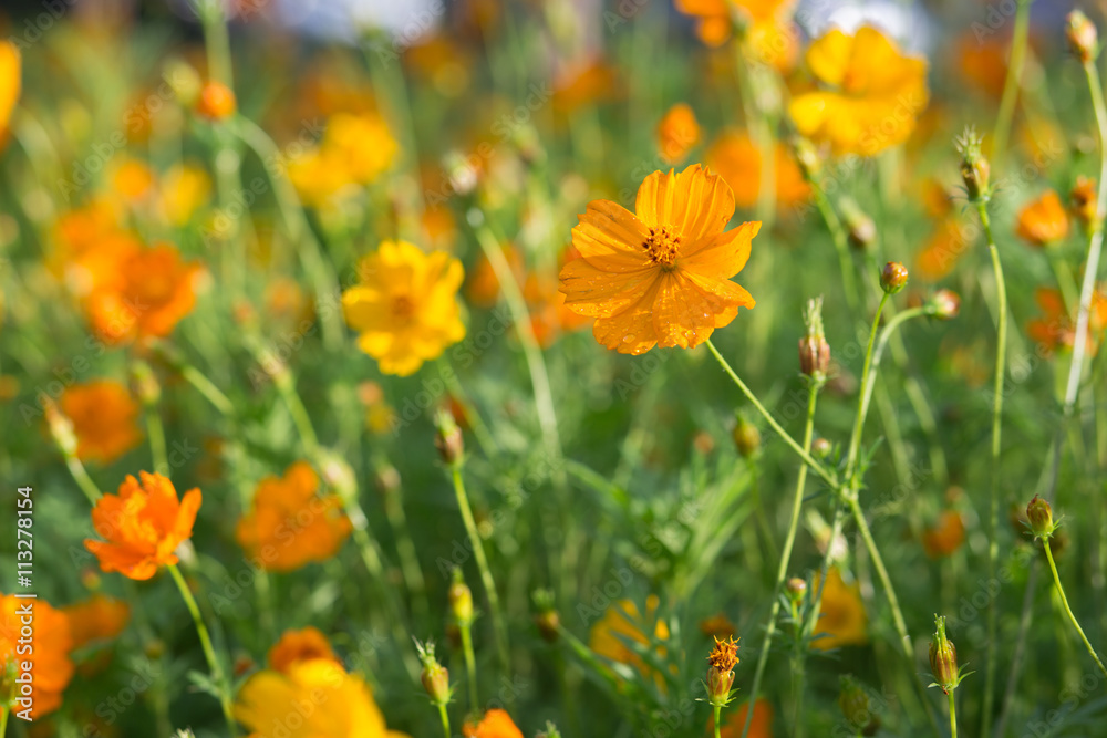 Cluster of orange and yellow cosmos flowers in the sun after a fresh rain