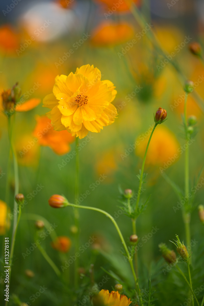 Yellow cosmos (Asteraceae) flower, close up with tiny fresh rain drops on delicate petals Yellow cosmos (Asteraceae) flower, close up with tiny fresh rain drops on delicate petals