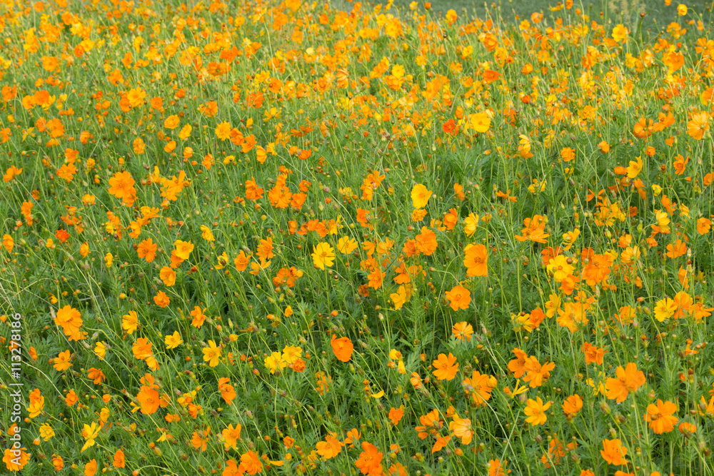 Field of orange and yellow cosmos wild flowers on a sunny day