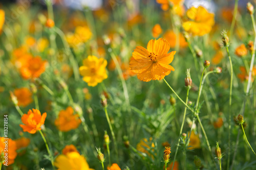 Cluster of orange and yellow cosmos flowers in the sun after a fresh rain