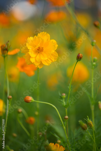 Yellow cosmos (Asteraceae) flower, close up with tiny fresh rain drops on delicate petals