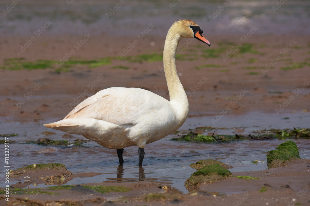 Fototapeta premium Mute Swan - bird preying on the rocks at low tide the sea.