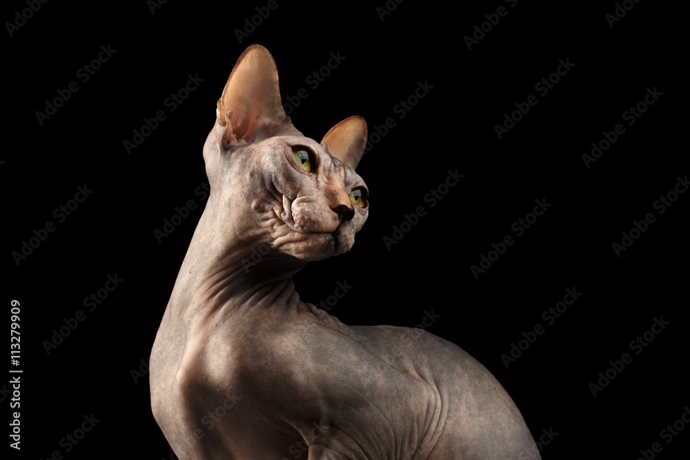 Closeup Sphynx Cat with Yellow eyes Looking back Isolated on Black Background