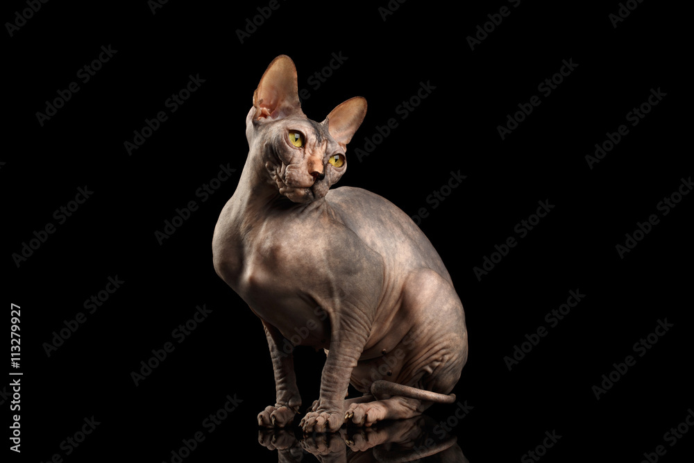 Adorable Sphynx Cat Sitting Curious Looks Isolated on Black Background