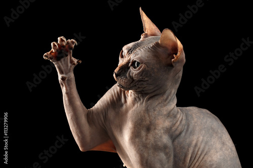 Fototapeta Naklejka Na Ścianę i Meble -  Closeup Playful Sphynx Cat Hunting Raising paw Isolated on Black Background