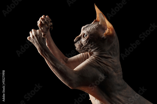 Fototapeta Naklejka Na Ścianę i Meble -  Closeup Playful Sphynx Cat Hunting Raising paws Isolated on Black Background