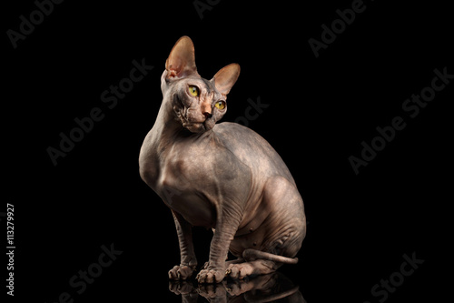 Adorable Sphynx Cat Sitting Curious Looks Isolated on Black Background © seregraff