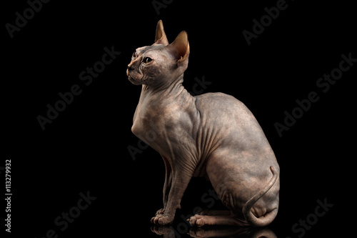 Gorgeous Sphynx Cat Sitting Curious Looks Isolated on Black Background, side view