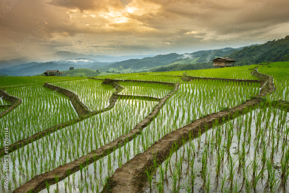 Rice fields on terraced of Pa Pong Pieng, Mae Chaem, Chiang Mai,