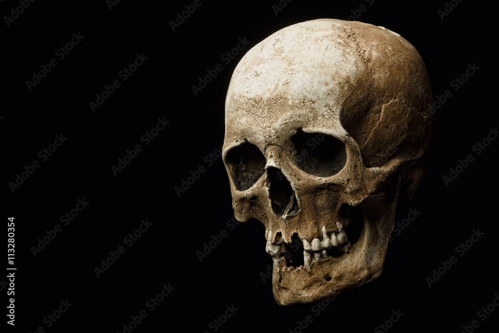 Skull model set on isolated black background. Art - design gloomy atmosphere Skull model set on isolated black background. Art - design gloomy atmosphere