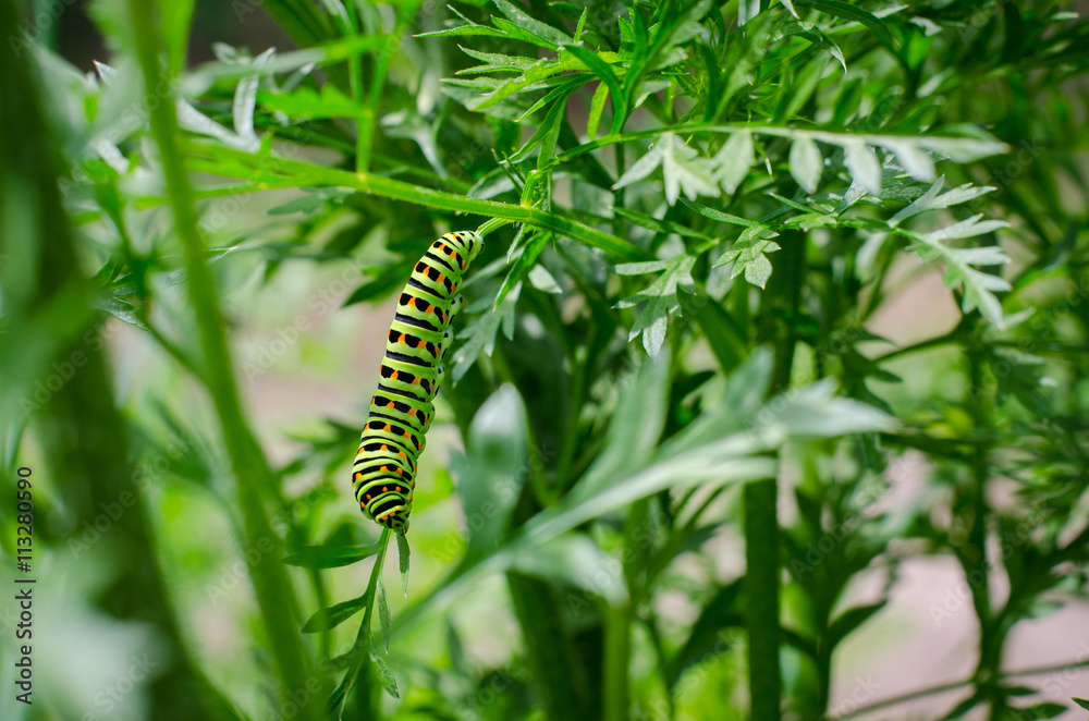 rare Swallowtail caterpillar hanging from a plant branch and eating leaves 