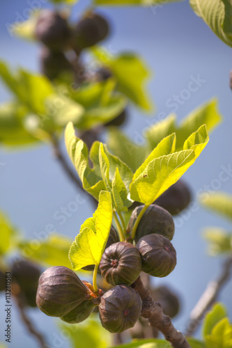Ein Feigenbaum mit leuchtend grünen Blättern und violetten saftigen Früchten steht am Ufer des Gardasees bei Malcesine in Italien.
