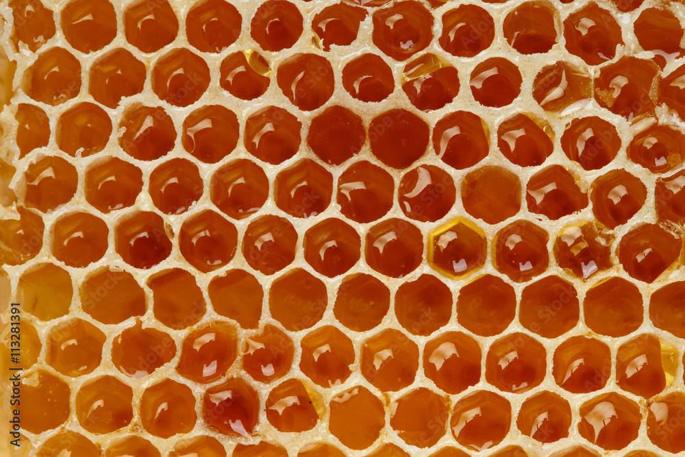 Honeycomb in closeup Honeycomb in closeup