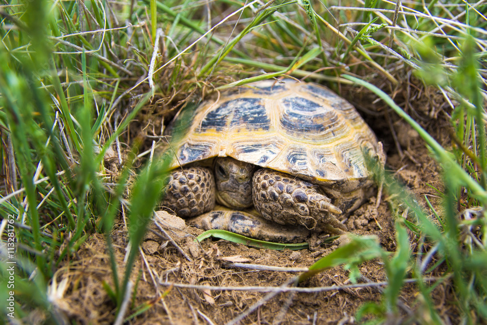 wild turtle in steppe in Kazakhstan, Malaysary wild turtle in steppe in Kazakhstan, Malaysary