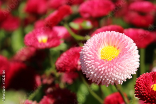 Fototapeta Naklejka Na Ścianę i Meble -  One unique pink 