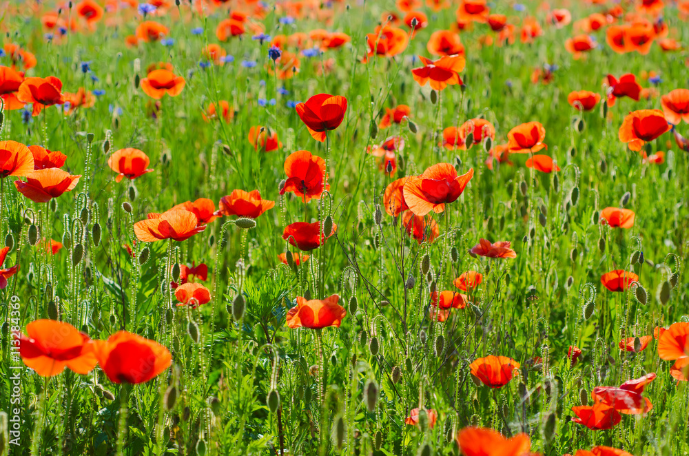 Red poppy flowers blooming in the green grass field, floral natural spring background, can be used as image for remembrance and reconciliation day