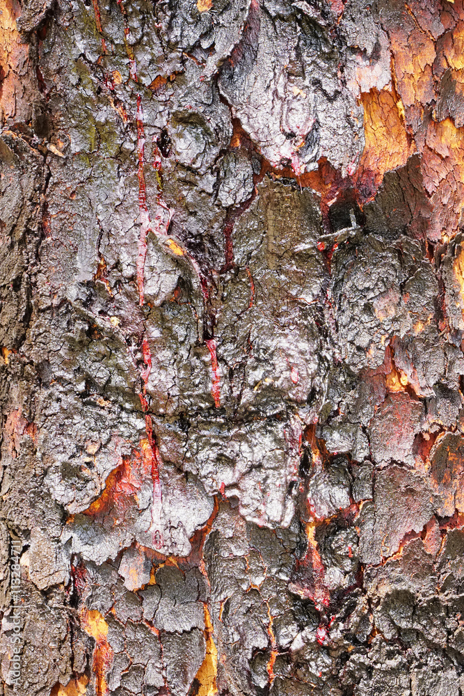 Bloodwood bark of native tree in Australia