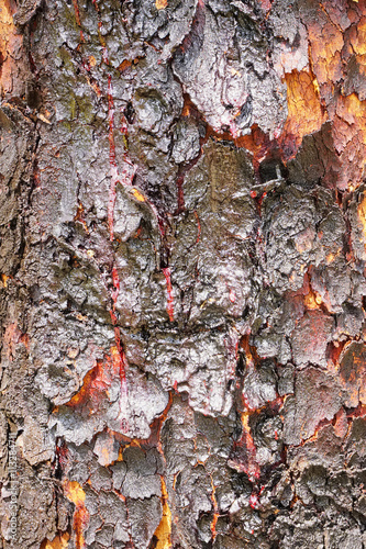 Bloodwood bark of native tree in Australia photo