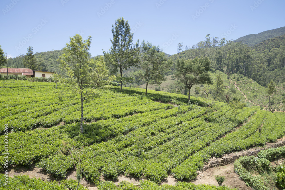 Tea plantation in Nuwara Eliya district. Sri Lanka Tea plantation in Nuwara Eliya district. Sri Lanka