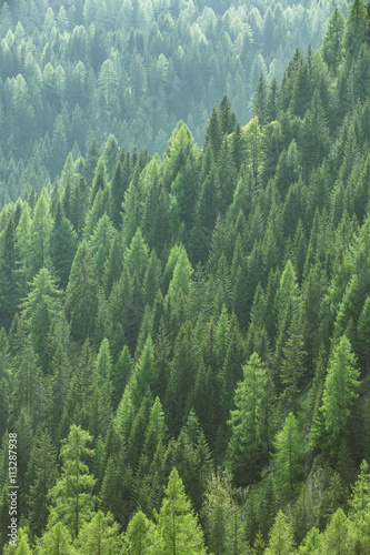Healthy green trees in a forest of old spruce  fir and pine