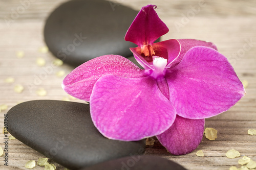 Flower orchids