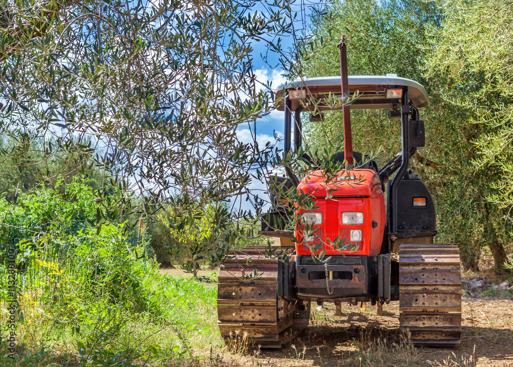 Red Tractor stands in the middle of a grove of olive trees. Red Tractor stands in the middle of a grove of olive trees.
