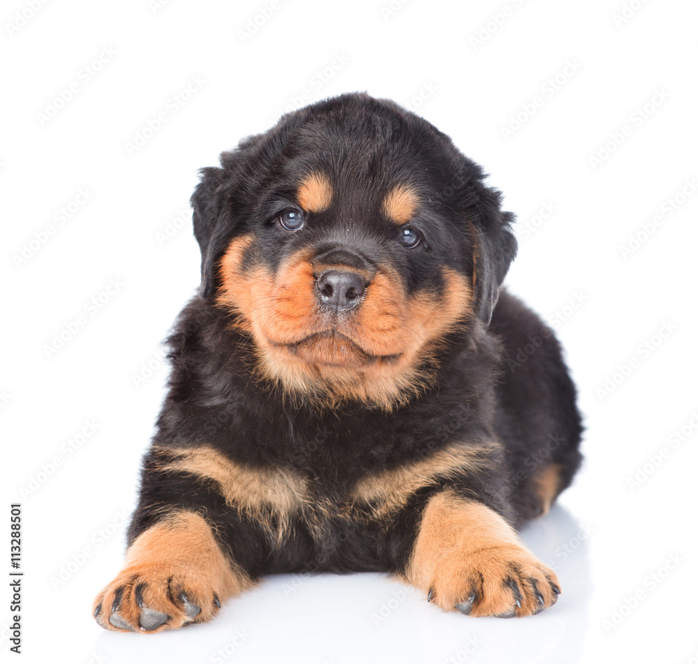 Little rottweiler puppy lying in front view. Isolated on white b