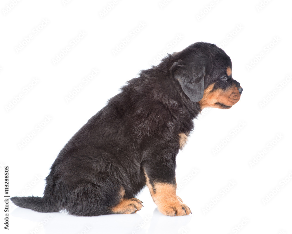 Small rottweiler puppy sitting in profile. Isolated on white
