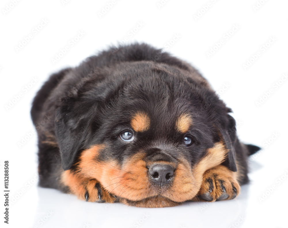 Sad rottweiler puppy lying in front view. Isolated on white 