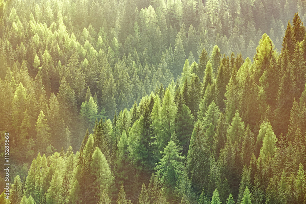 Fototapeta premium Zdrowe zielone drzewa w lesie starych świerków, jodeł i sosen
