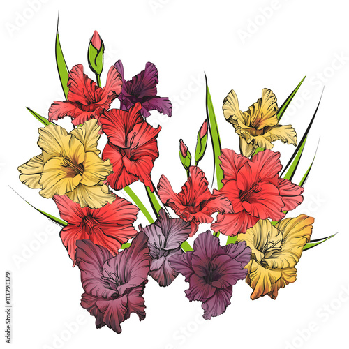 Fototapeta Naklejka Na Ścianę i Meble -  floral blooming gladiolus hand drawn vector illustration sketch