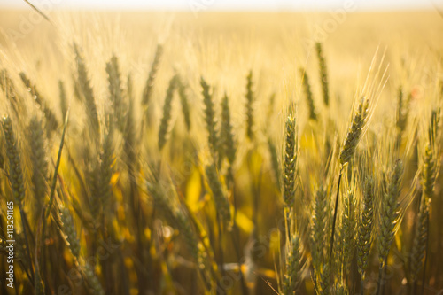 Wheat field in summer