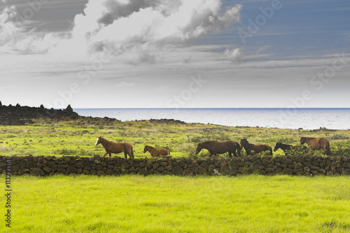 horse