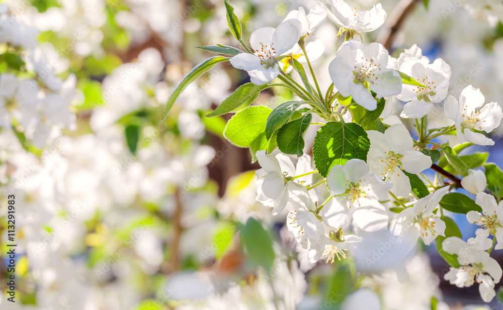 Blossom apple tree. White spring flowers closeup Blossom apple tree. White spring flowers closeup