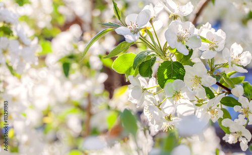 Blossom apple tree. White spring flowers closeup