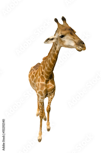 Giraffe isolated on white background.