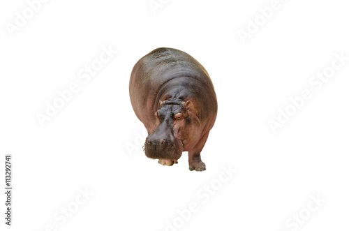 Isolated hippopotamus on white background.