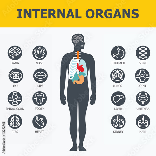Internal organs set. Medical infographic icons, human organs, body anatomy. Vector icons of internal human organs Flat design. Internal organs icons. Internal organs icons art.