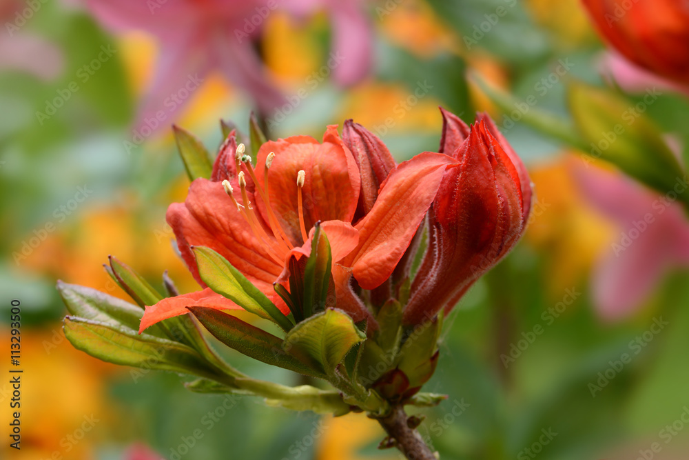 Blumen 573 Blumen 573